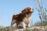 CAVALIER KING CHARLES 261